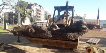 Un árbol centenario caído en el Parque República del Paraguay en Posadas\u002E (El Territorio)