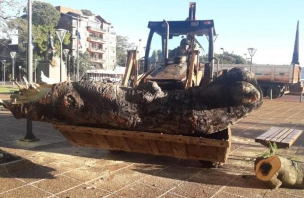 La lluvia se llevó un árbol de cien años en el Parque del Paraguay