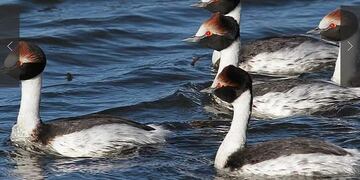Comenzó el V Festival del Macá Tobiano