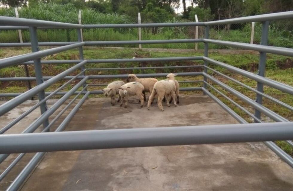 Los primeros cortes de cordero faenados en el nuevo matadero de San José llegarán a Posadas