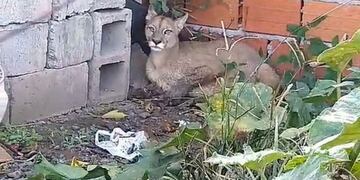 Puma en Chicoana (Facebook FM La Perla Tabacalera 90\u002E9)