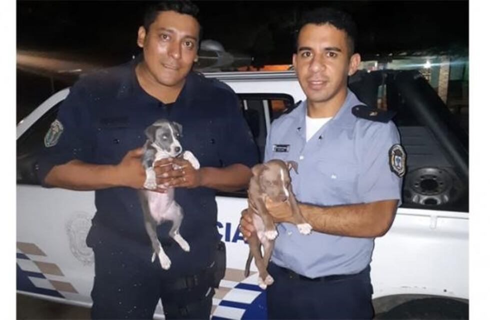 Dos cachorros pitbull robados a principios de enero fueron rescatados por la policía