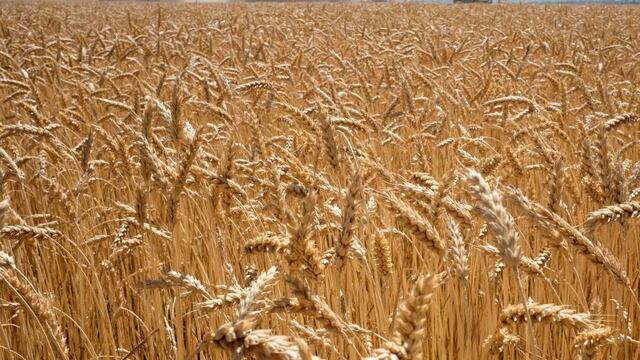 Trigo Transgénico Kirill KUDRYAVTSEV / AFP