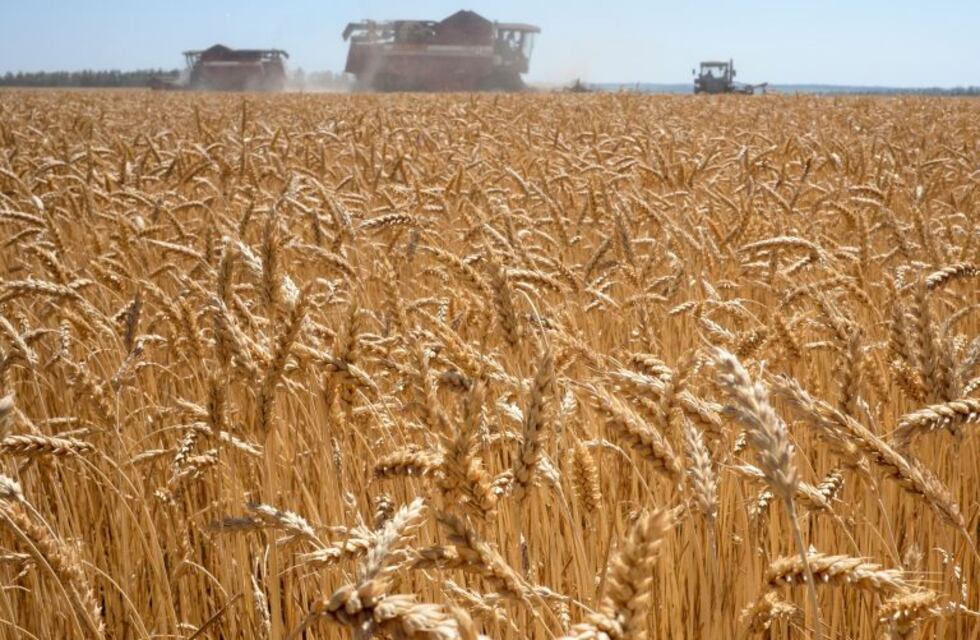 La sequía provocará un recorte de hasta u$s 890 millones en la campaña de trigo