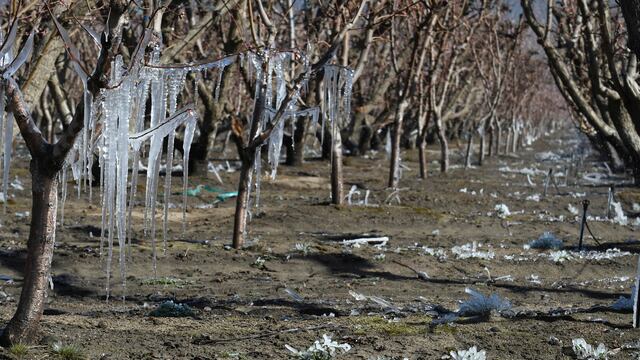 Las tan temidas heladas tardías hicieron estragos en el Sur de Mendoza. Archivo.