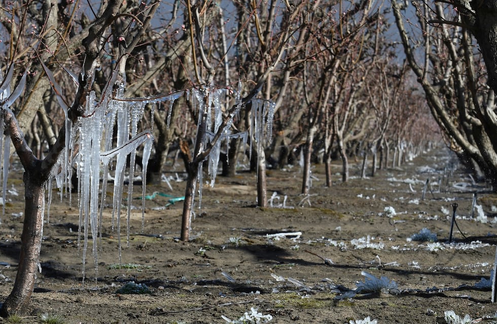 El lunes comienzan a tomar las denuncias por las heladas en Mendoza