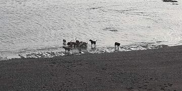 jauria ataca lobo marino