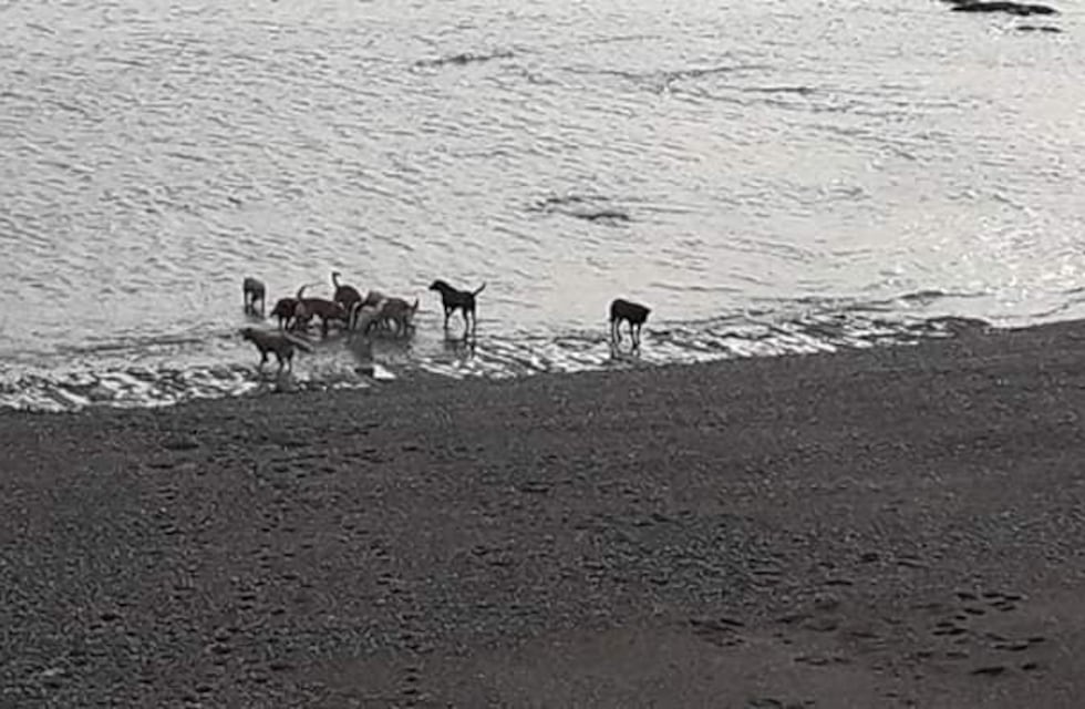 Caleta Olivia: otra vez una jauría atacó a lobos marinos en las playas