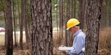 Ingeniería Forestal imagen ilustrativa\u002E
