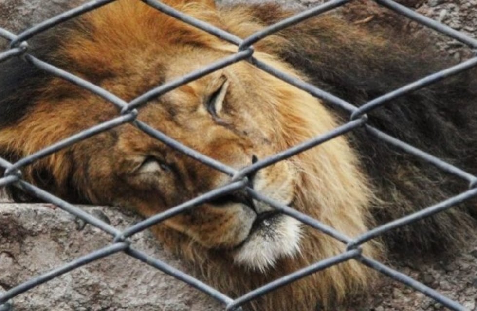 Trasladaron a dos leones africanos del ex Zoológico de Mendoza a Estados Unidos