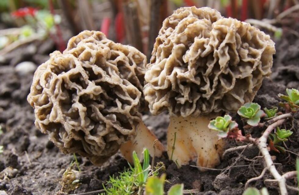 Investigan en Bariloche la muerte de un hombre por el consumo de hongos silvestres