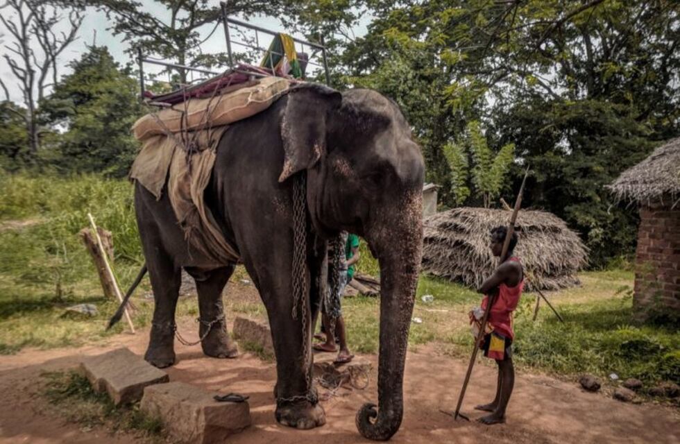 Muere elefante luego de desfilar y trasladar a turistas en Sir Lanka