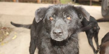 Reanudaron las castraciones por turno en Villa Carlos Paz\u002E