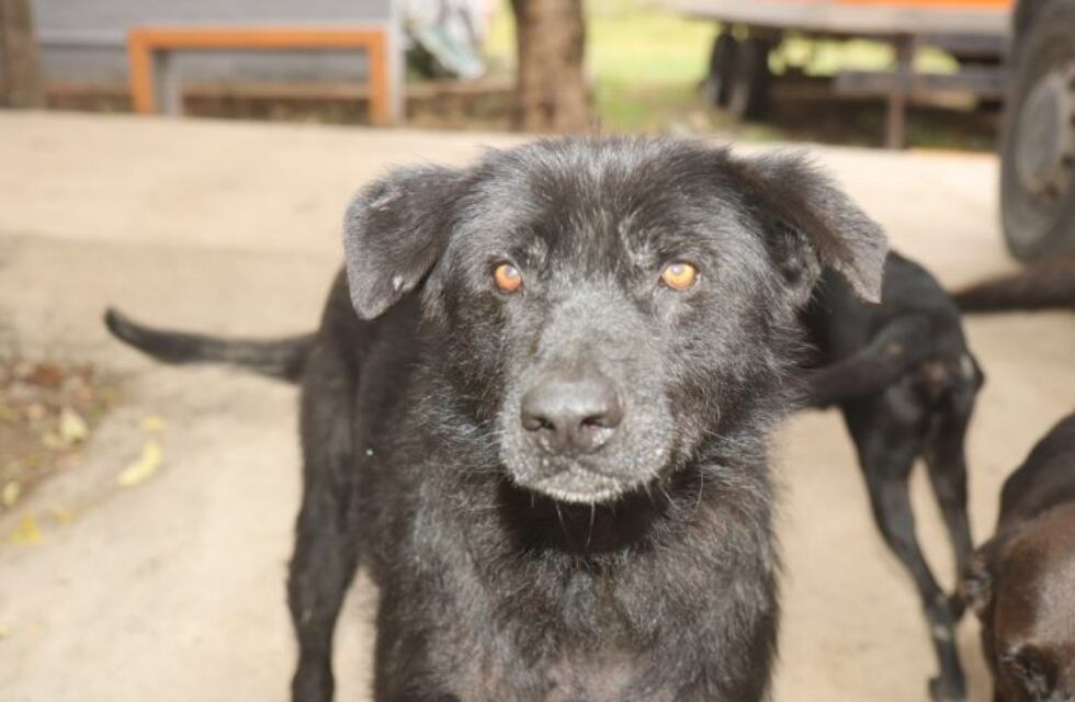 Carlos Paz: reanudaron las castraciones gratuitas y colapsaron los turnos