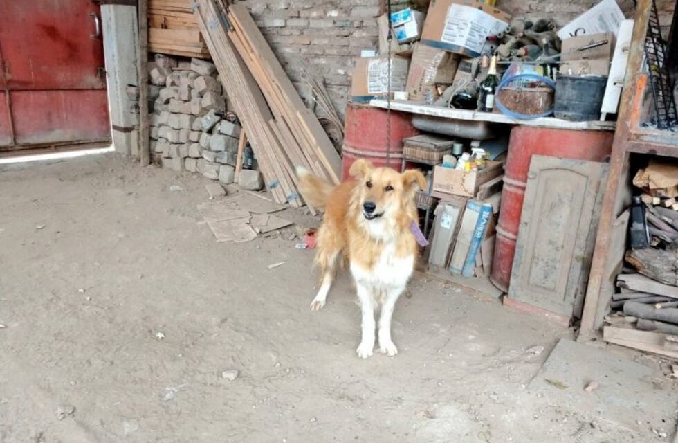 Una vendedora denunció que drogaron a su perra para robarle 17 garrafas