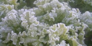 Intensas heladas marcaron la producción hortícola en el interior\u002E