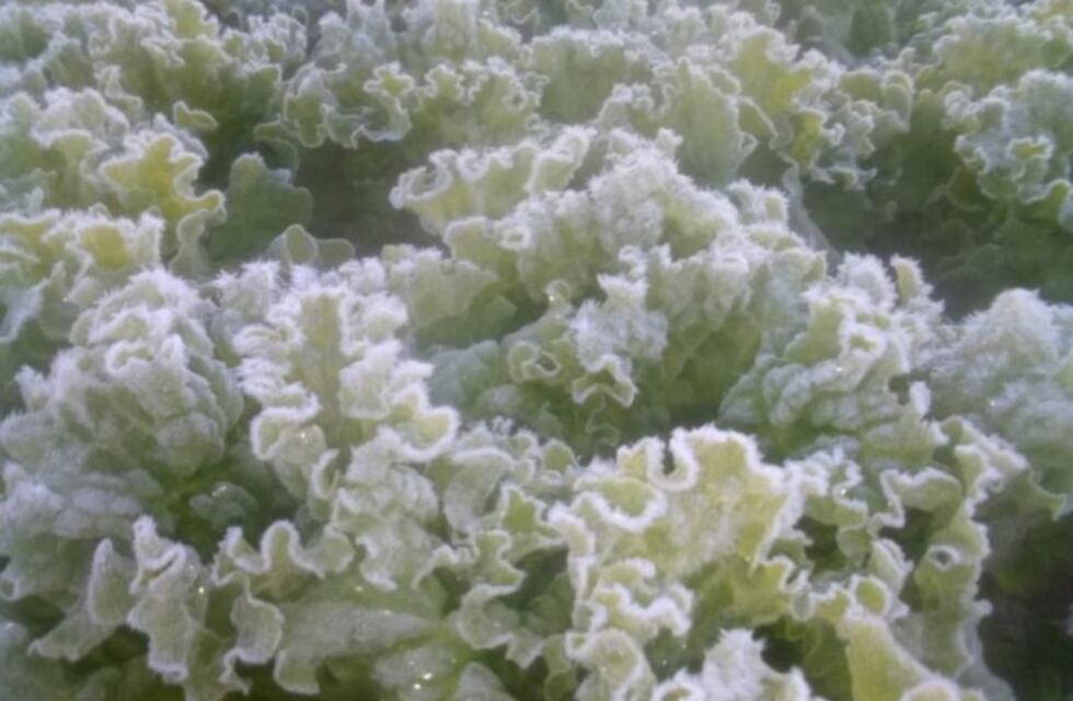 Fuertes heladas afectaron el sur de la provincia