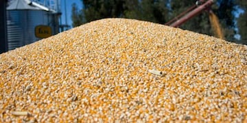 MAÍZ. Los cereales son la principal fuente de dólares por exportaciones para Córdoba. (Imagen de archivo - Gobierno nacional)