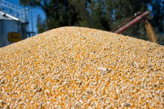 MAÍZ. Los cereales son la principal fuente de dólares por exportaciones para Córdoba. (Imagen de archivo - Gobierno nacional)
