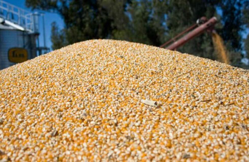 Consumo de maíz con destino animal