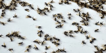 Invasión de hormigas voladoras en Córdoba.
