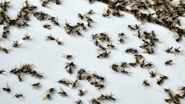 Invasión de hormigas voladoras en Córdoba.
