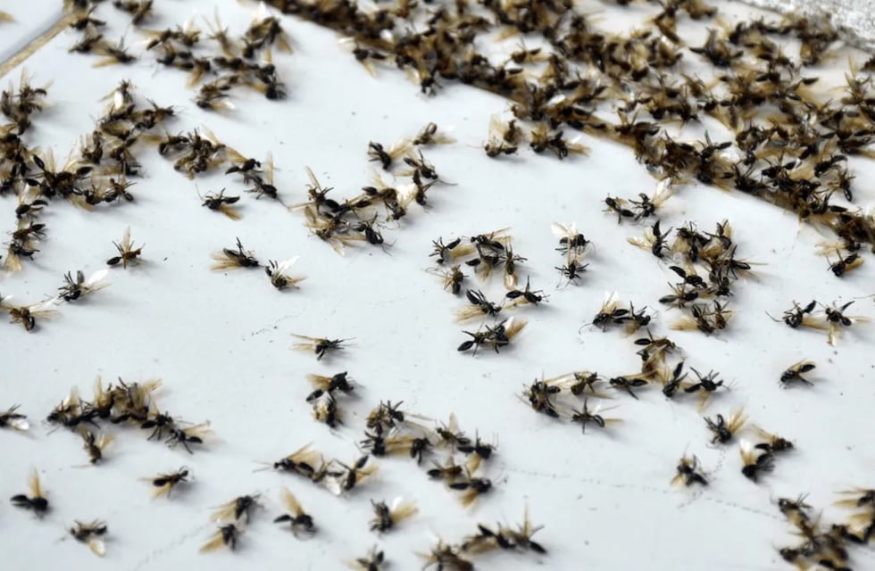 Hay una invasión de hormigas en Córdoba: qué recomiendan los especialistas