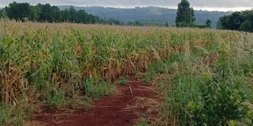La niña fue abusada sexualmente y asesinada por estrangulamiento (con un cordón o una cinta).