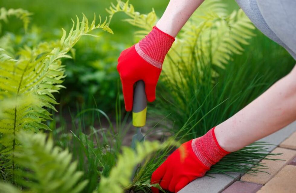 Llegó el momento de sacar los yuyos de nuestro césped
