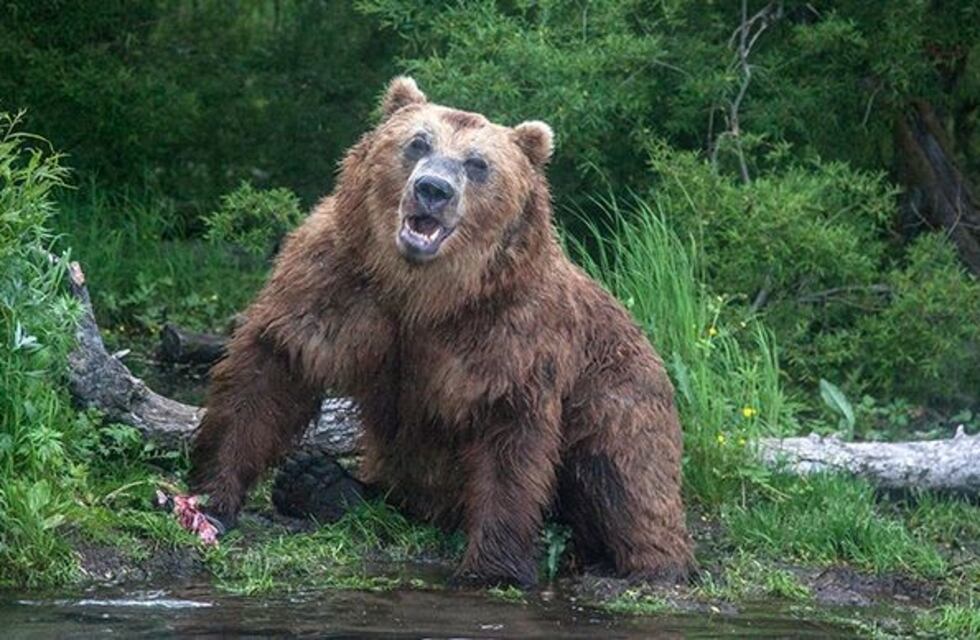 Rusia: un hombre con la columna fracturada sobrevivió un mes atrapado en la guarida de un oso