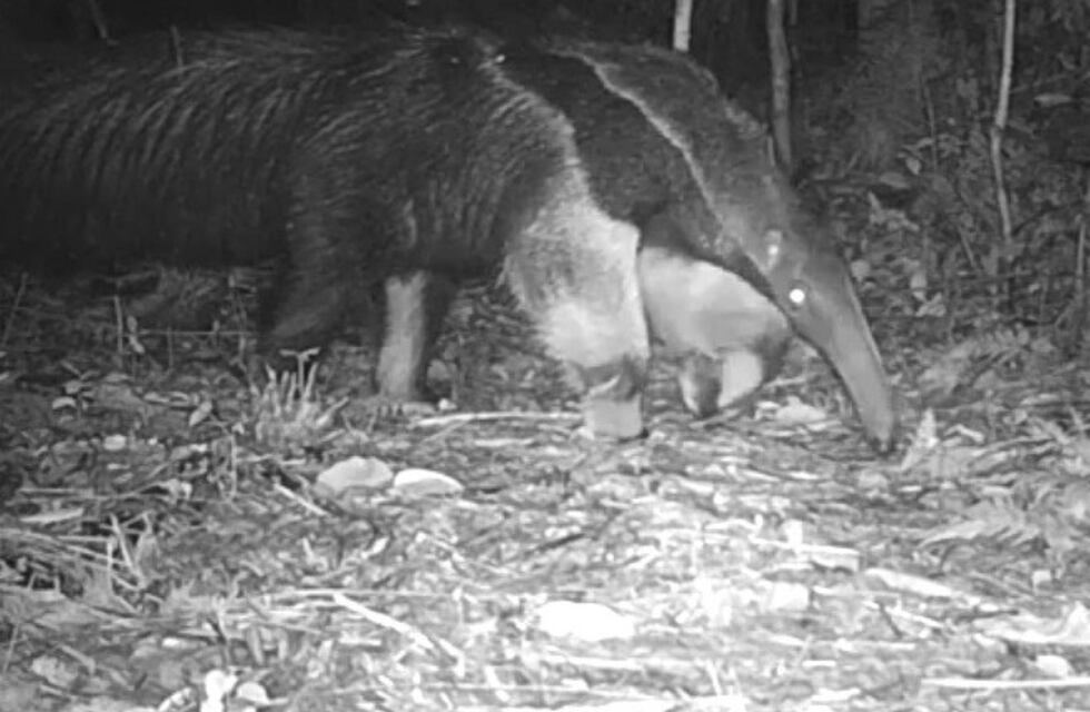 Registran por primera vez un oso hormiguero en el Parque Provincial Puerto Península