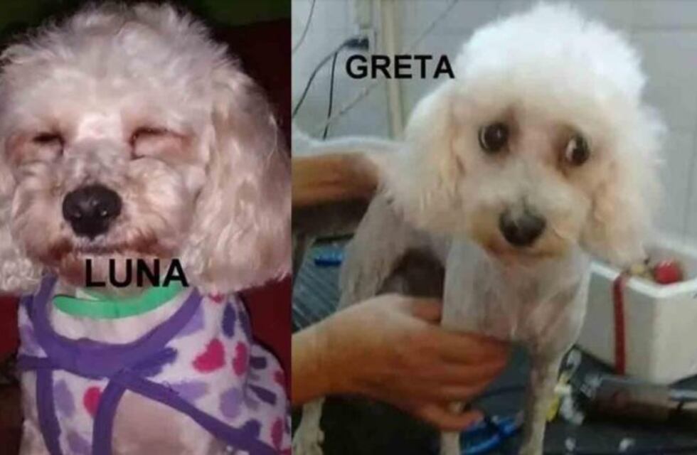 Insólito: Llevó a su perra a la veterinaria y cuando fue a buscarla le entregaron otra
