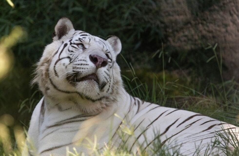 Los tigres blancos del Ecoparque viajan a un santuario en Estados Unidos