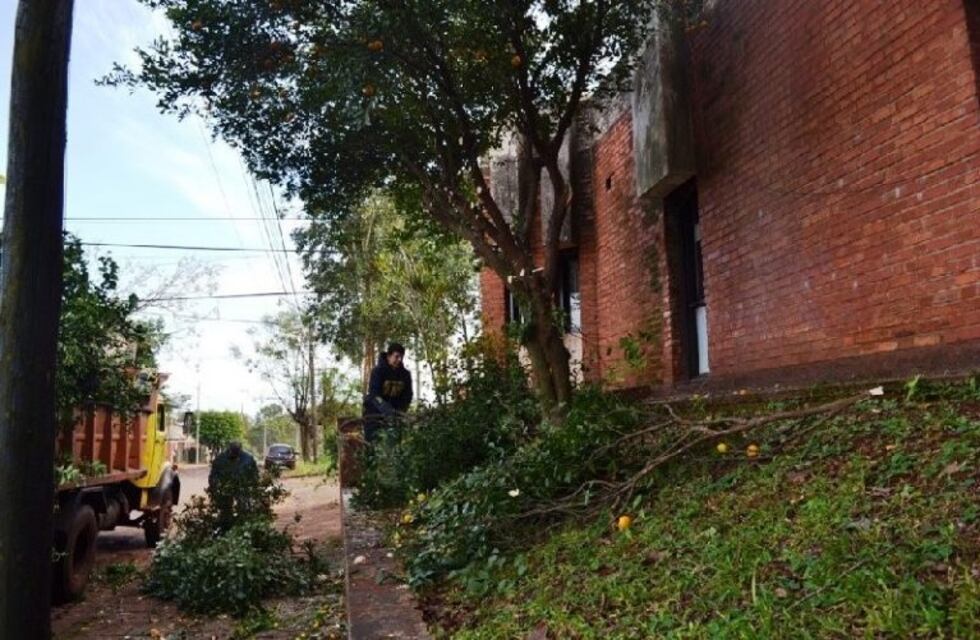 Continúan los trabajos de poda en Oberá