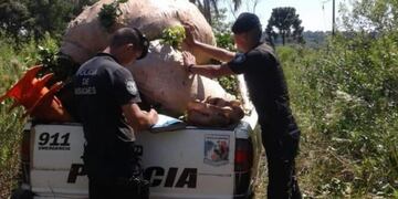 Puerto Rico\u002E El INYM capacitó a la Policía en materia de robo de yerba mate\u002E