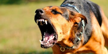 El perro mordió al bebé de dos años en la cara. Imagen ilustrativa.