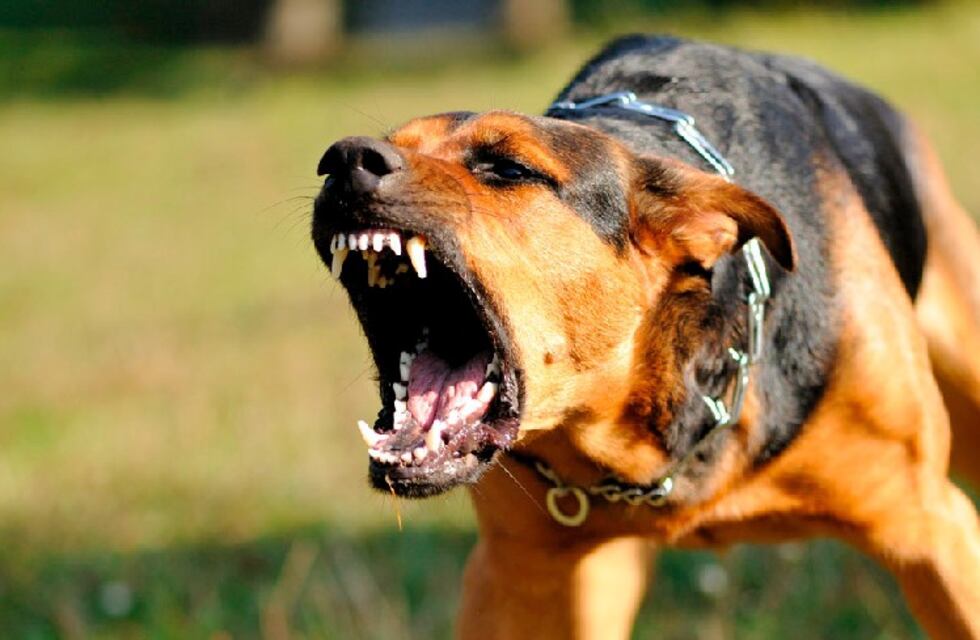 Córdoba: una mujer denunció al vecino por tener perros peligrosos y fue agredida brutalmente