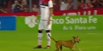 Un perrito se metió en la cancha y demoró el inicio del partido