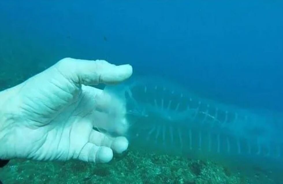 Las impactantes imágenes de un 'pez fantasma' hallado en la costa del Mar Mediterráneo