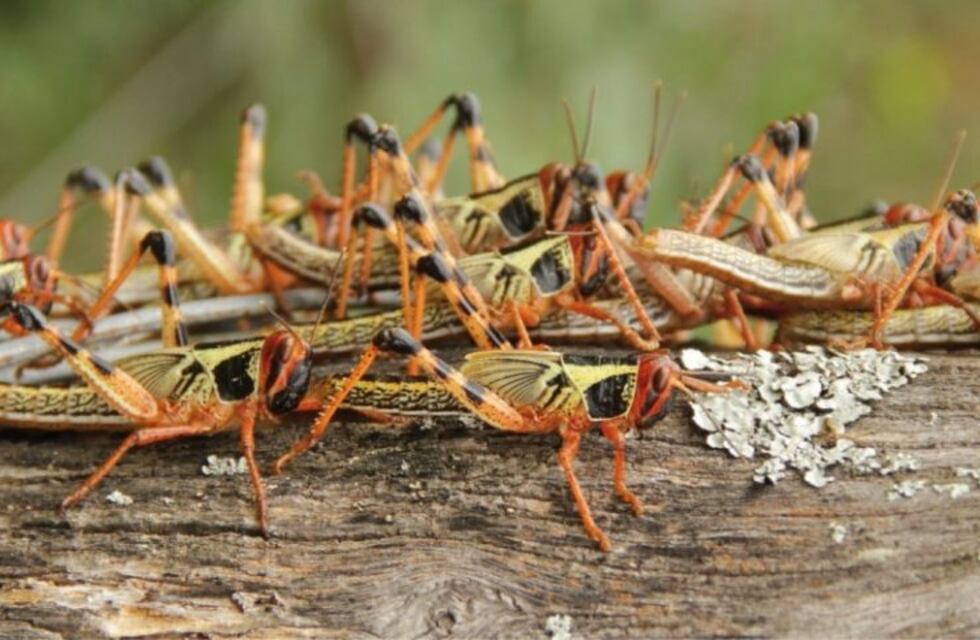 Denunciaron la aparición de tucuras en el noroeste del Chubut