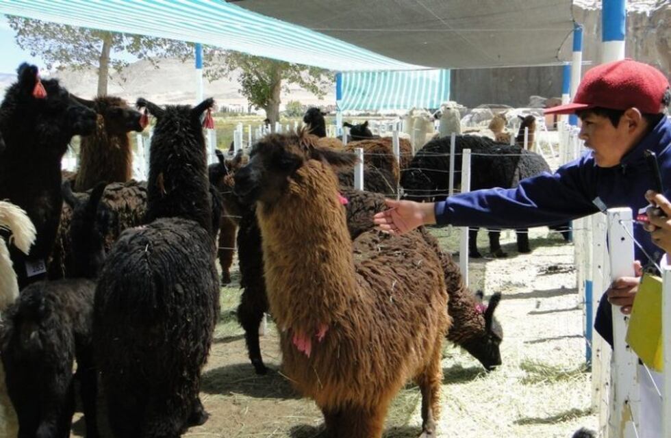 Comenzó la Feria Ganadera y Artesanal de la Puna en Antofagasta de la Sierra