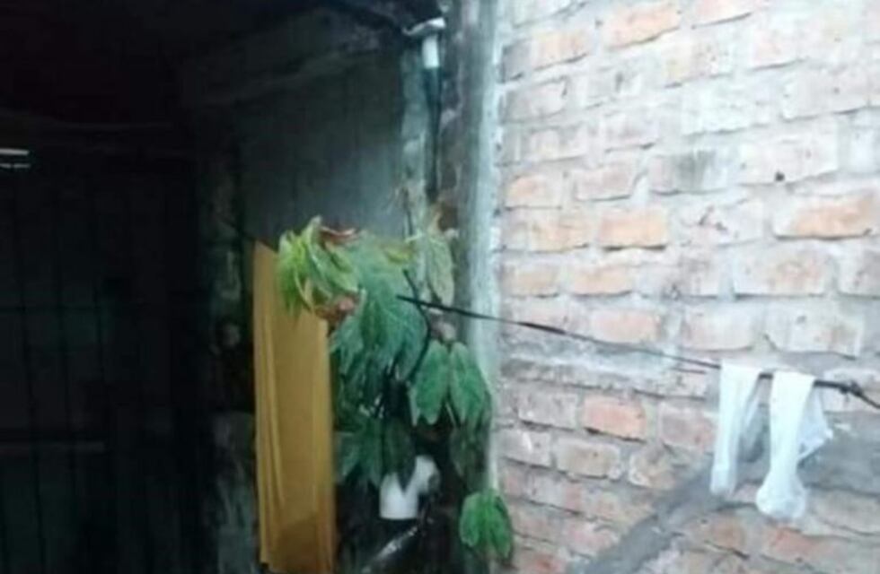 Todavía no atraparon al puma que generó pánico en Oberá