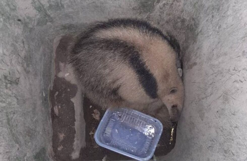 Rescataron a un oso melero que deambulaba en La Banda