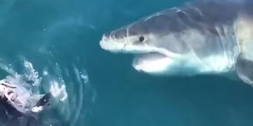 Un tiburón blanco gigante sorprendió a un barco de pescadores (Foto: captura video)