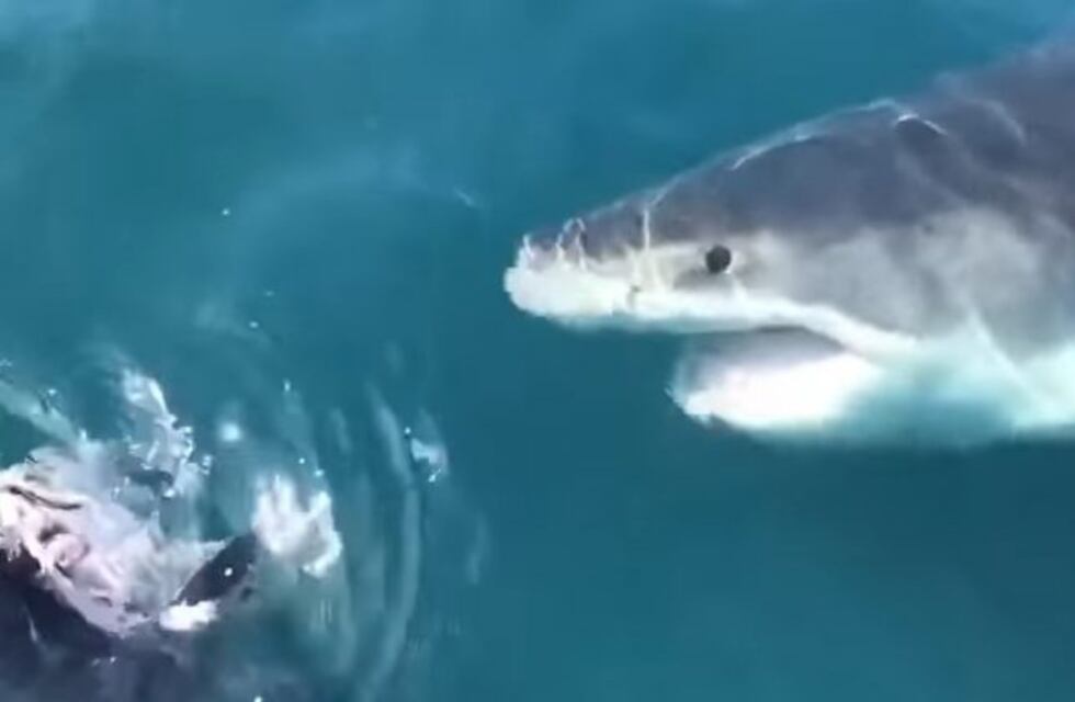 Un tiburón blanco gigante sorprendió a un barco de pescadores