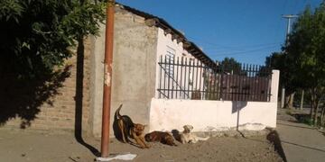 Multaron a una mujer por darle de comer a 20 perros callejeros en Zapala