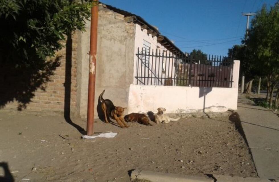 Multaron a una mujer por darle de comer a 20 perros callejeros en Zapala