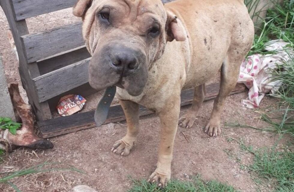 Colonia Caroya: se fueron de la casa, abandonaron seis animales y varios murieron de hambre