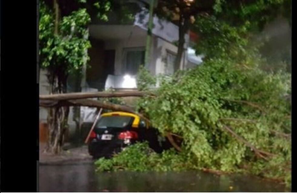 El temporal dejó más de 50 árboles caídos y continúa la alerta por tormentas fuertes