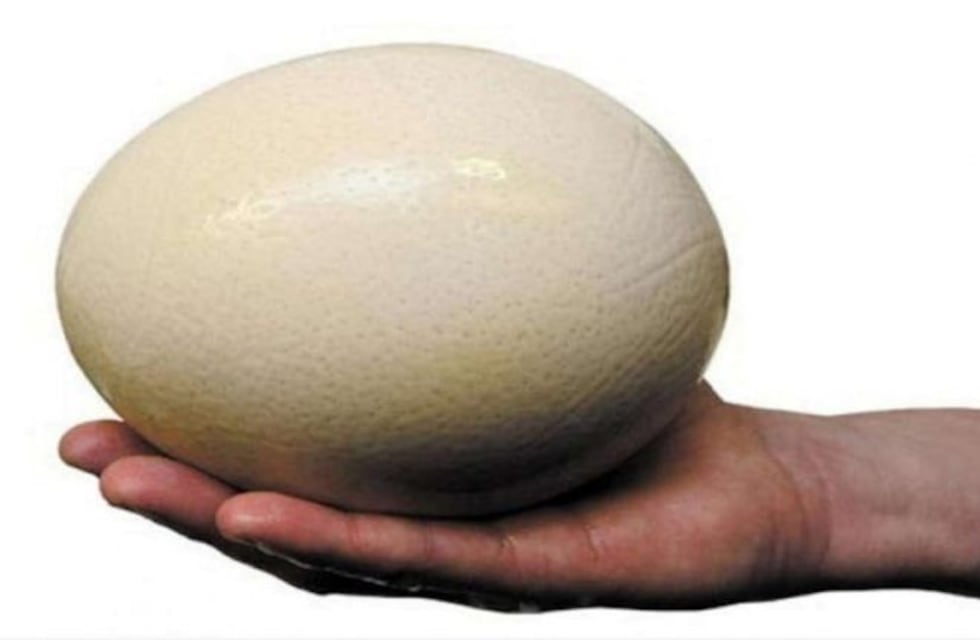 Detuvieron a dos hombres por robar ocho huevos de ñandú